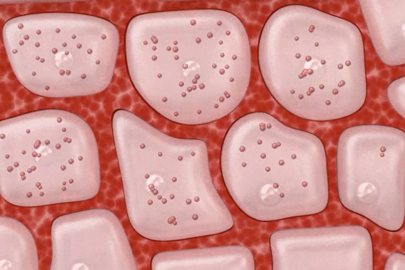 Schaubild: Detailansicht der Hautzellen
